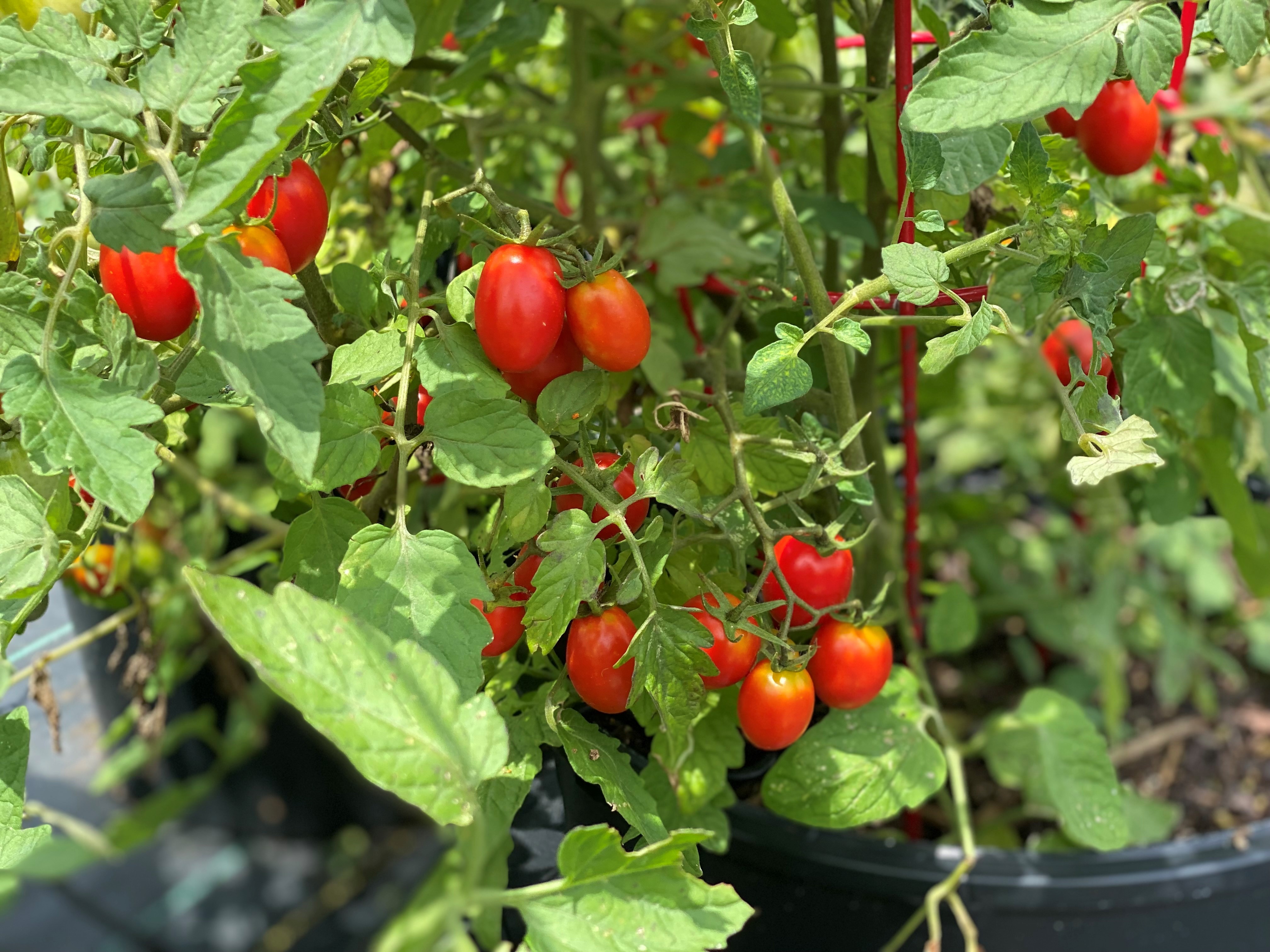 Beat the rain with container-grown vegetables